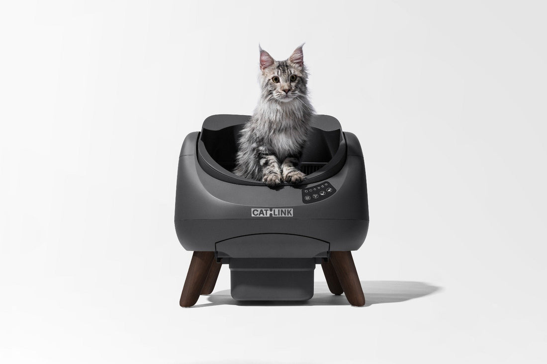 CATLINK OPEN X08 katt använder kattlåda