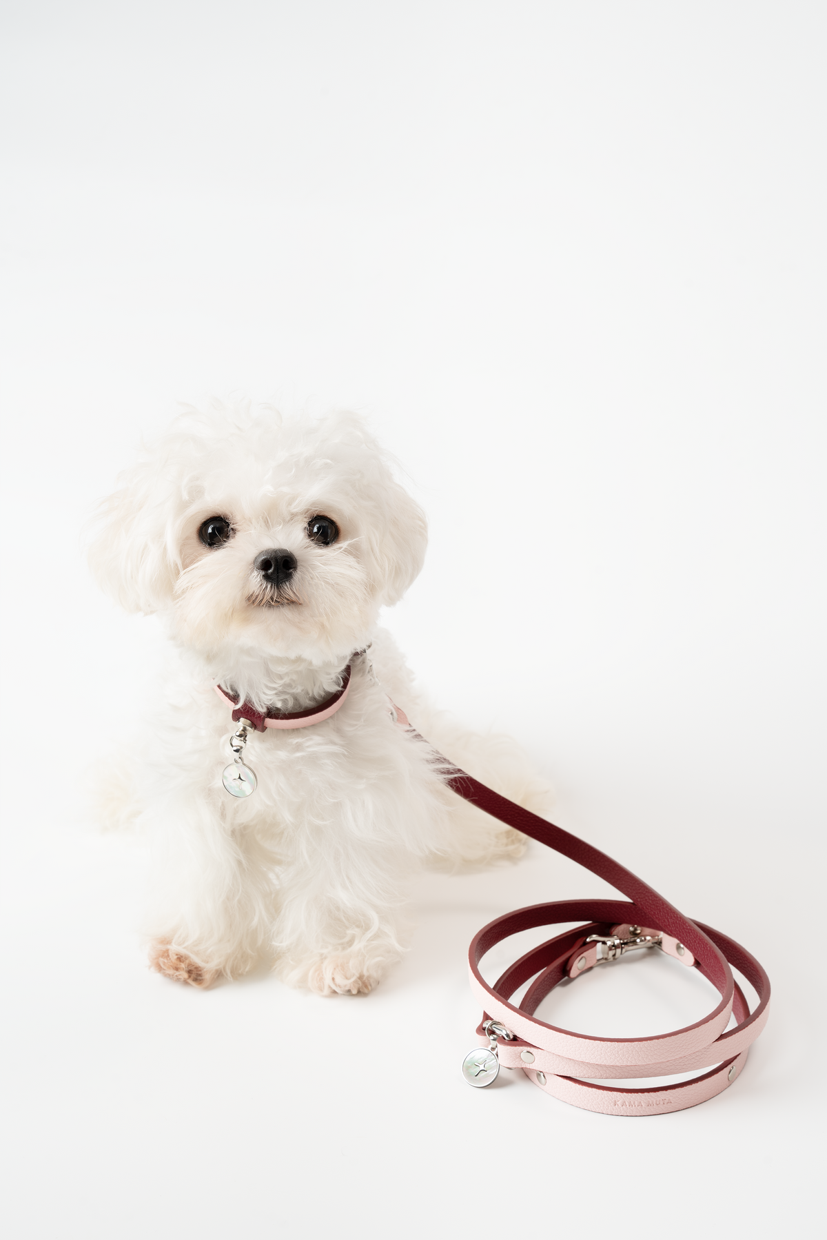 KAMA MUTA halsband och koppel i Ulan Pink på liten vit hund
