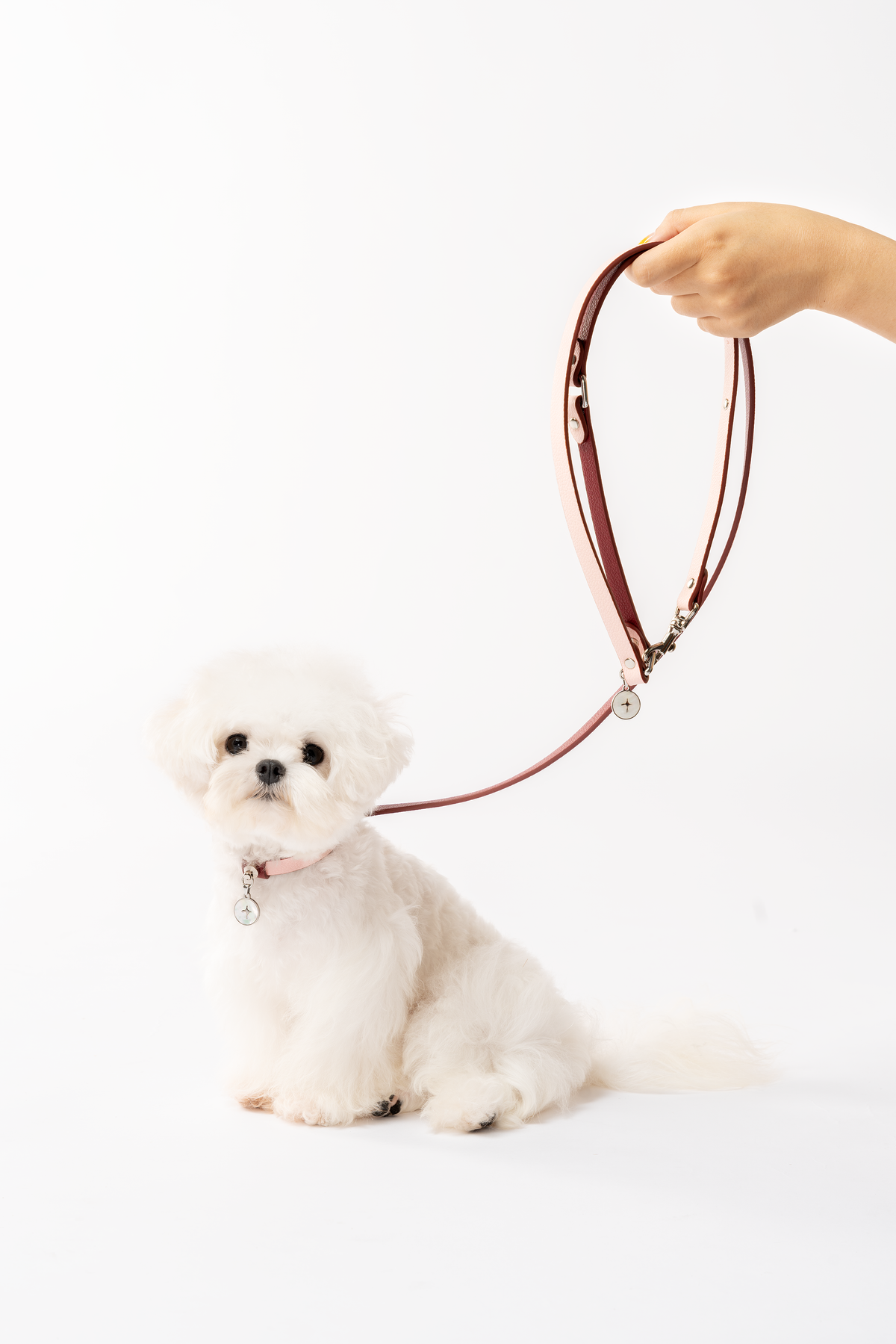 Liten vit hund med KAMA MUTA koppel i Ulan Pink
